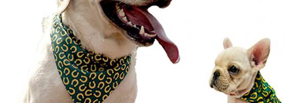 Miglior bandana per gatti