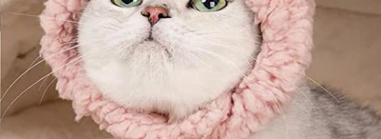 Miglior cappello cane