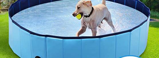 Miglior vasca da bagno per cani