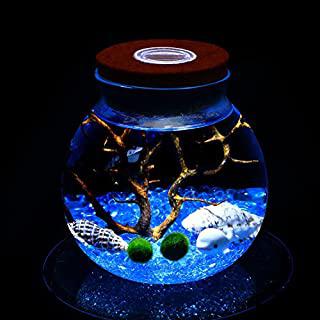 Miglior marimo barattolo chiuso o aperto