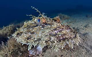 Miglior rana pescatrice forno