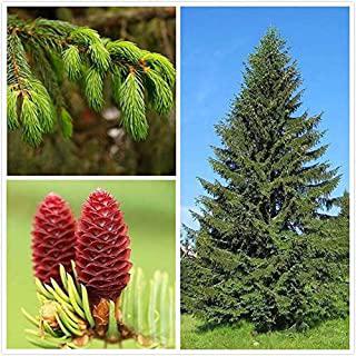 Miglior alberi da giardino a crescita rapida