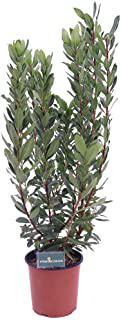 Miglior alberi sempreverdi da giardino resistenti al freddo