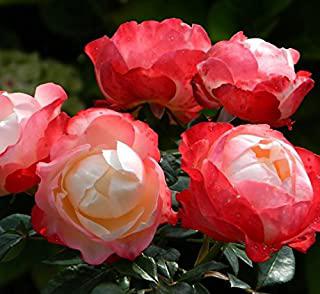 Miglior cespugli da giardino