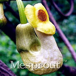 Miglior fiori per giardino roccioso