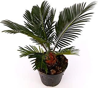 Miglior palma nana da giardino