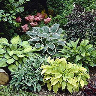 Miglior piante da giardino fiorite perenni