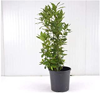 Miglior piante sempreverdi da giardino