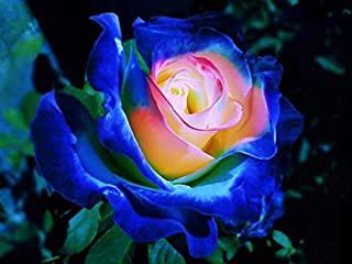Miglior rose giardino